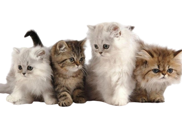 Kucing